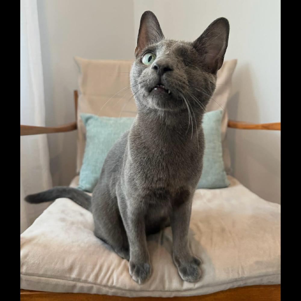 Willy, Adoptable, Young Male Domestic Short Hair.