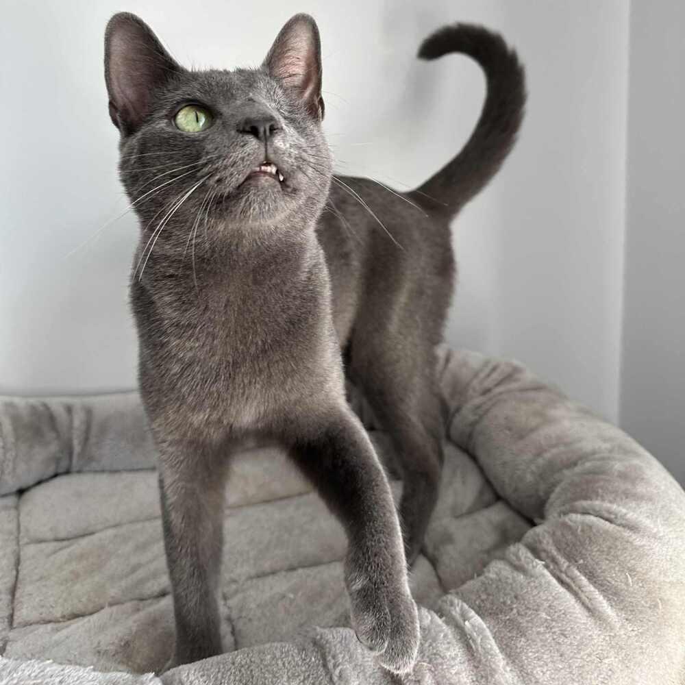 Enlarge Willy, a Adoptable Domestic Short Hair in Raleigh, NC image 2/6