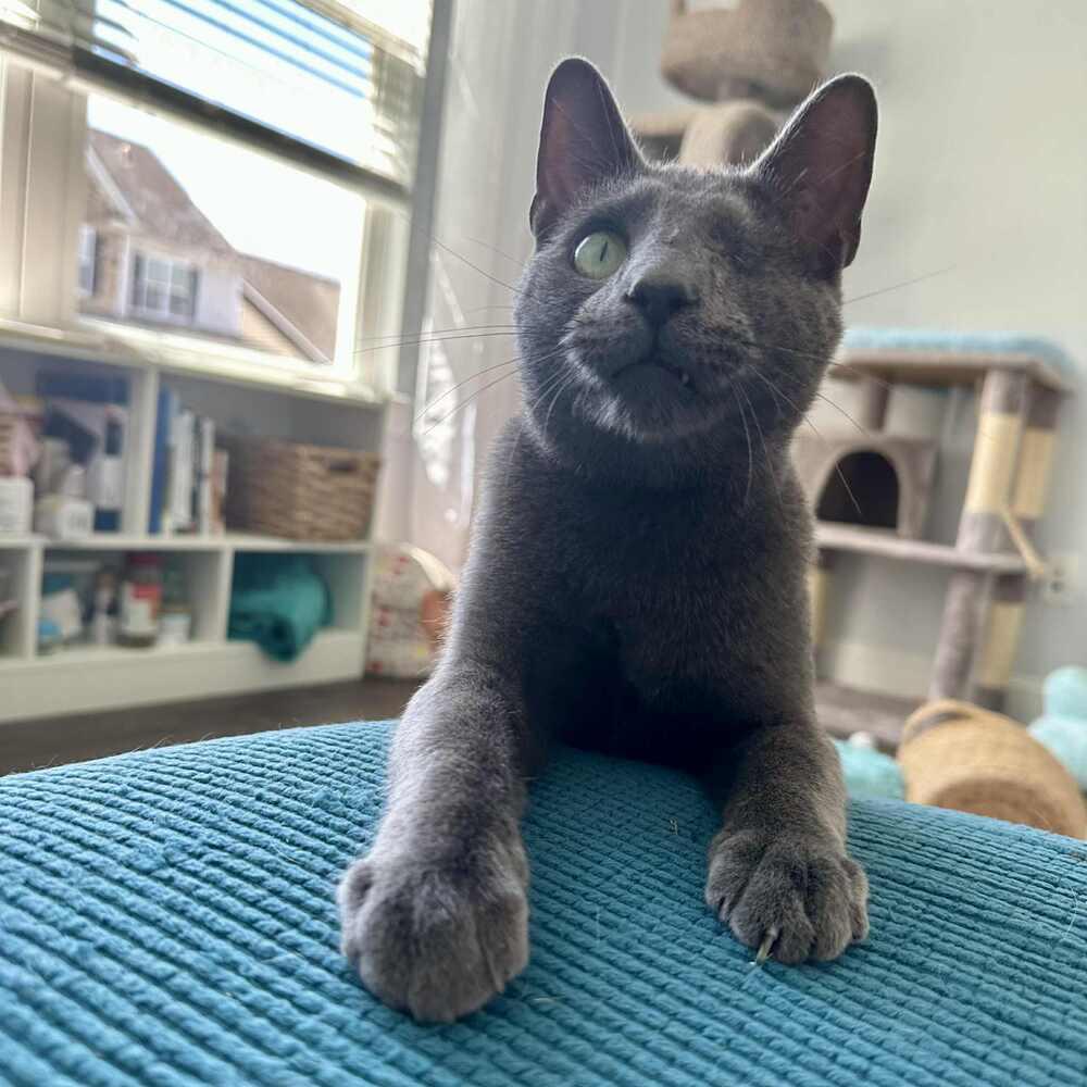 Enlarge Willy, a Adoptable Domestic Short Hair in Raleigh, NC image 3/6