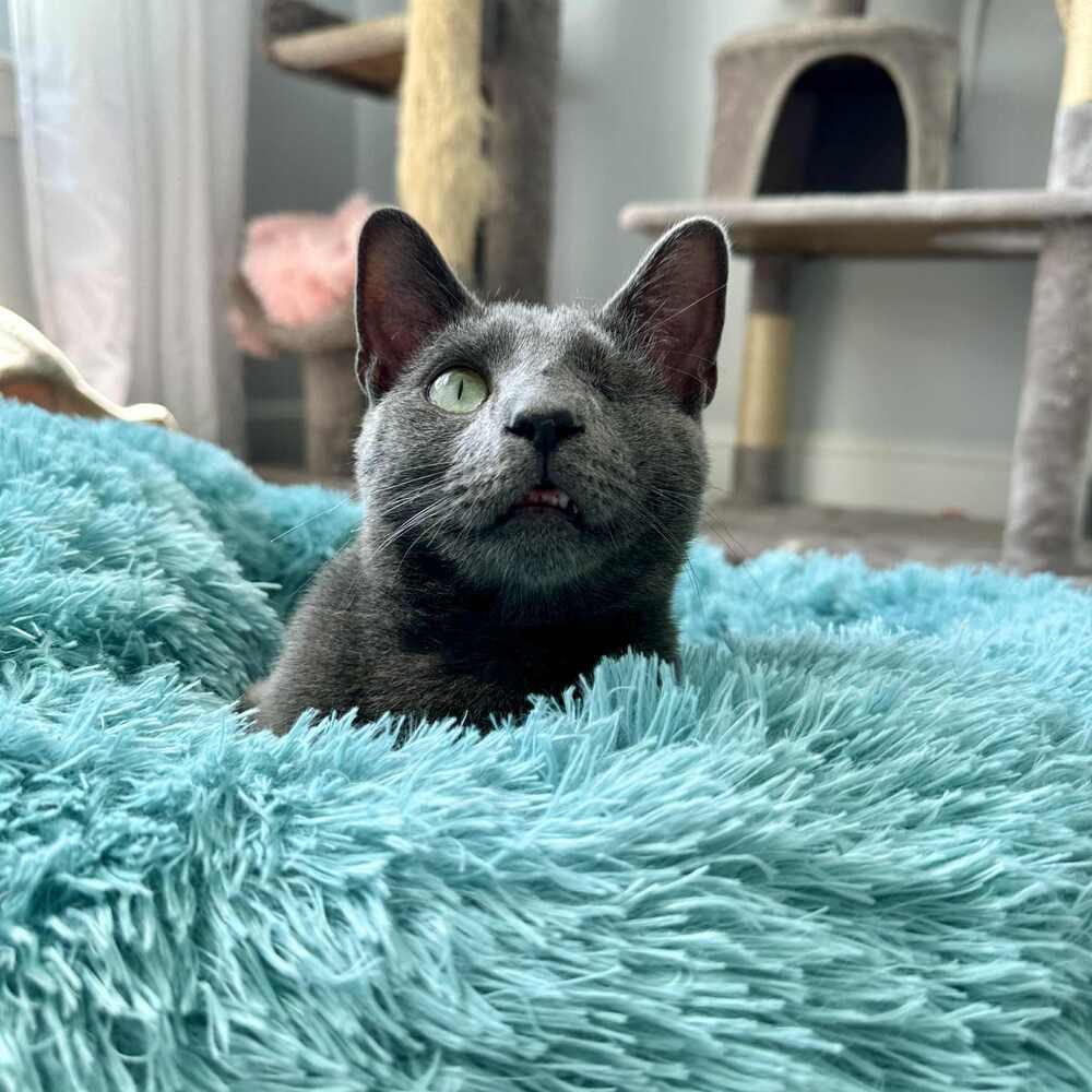 Willy, Adoptable, Young Male Domestic Short Hair.