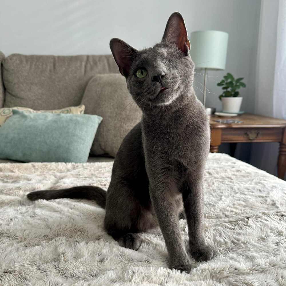 Enlarge Willy, a Adoptable Domestic Short Hair in Raleigh, NC image 5/6