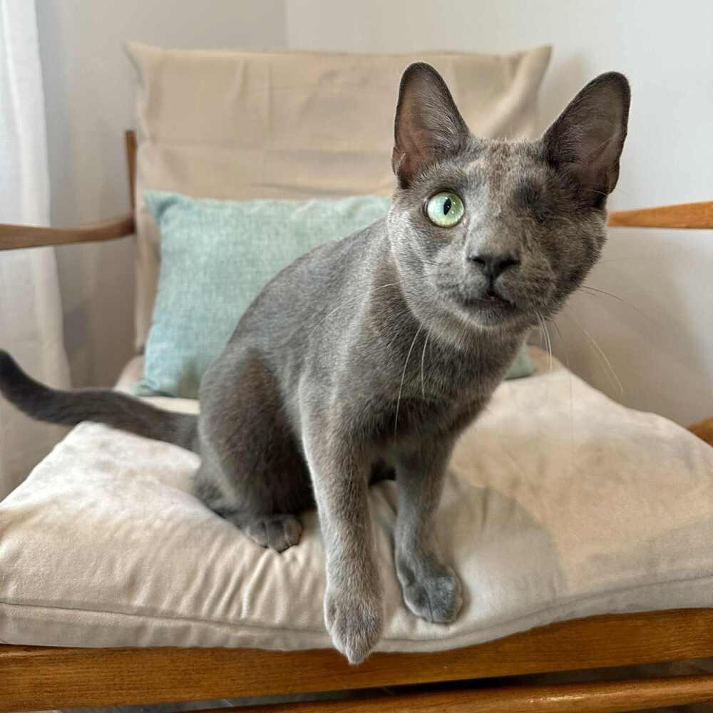 Enlarge Willy, a Adoptable Domestic Short Hair in Raleigh, NC image 6/6