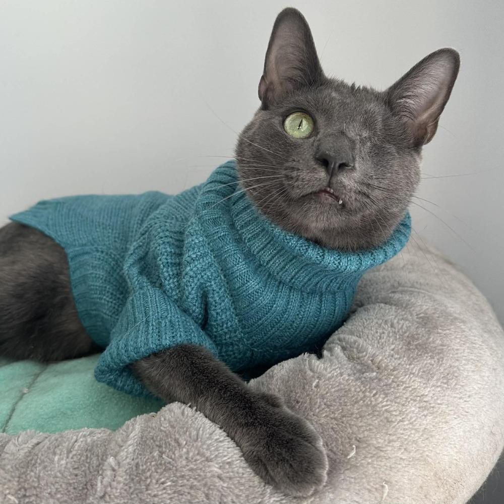 Enlarge Willy, a Adoptable Domestic Short Hair in Raleigh, NC image 6/6