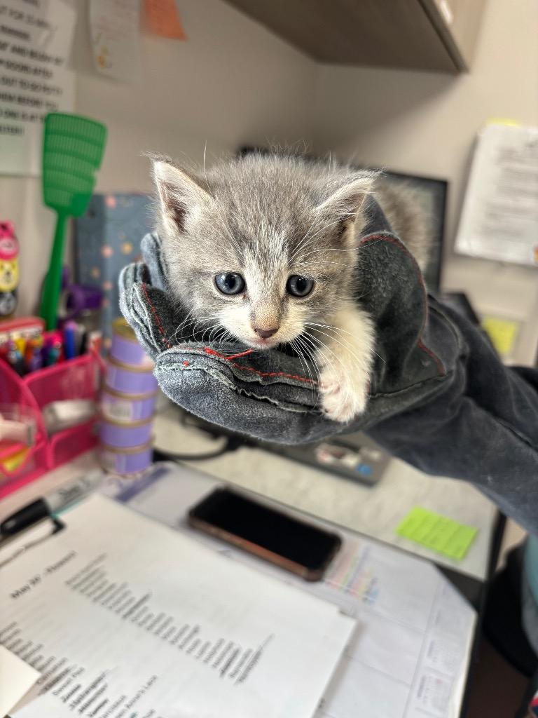 Pansy, Adoptable, Kitten Female American Shorthair.