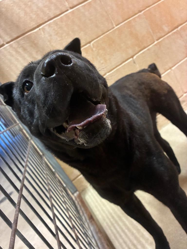 Stormi, Adoptable, Adult Female Shar-Pei.