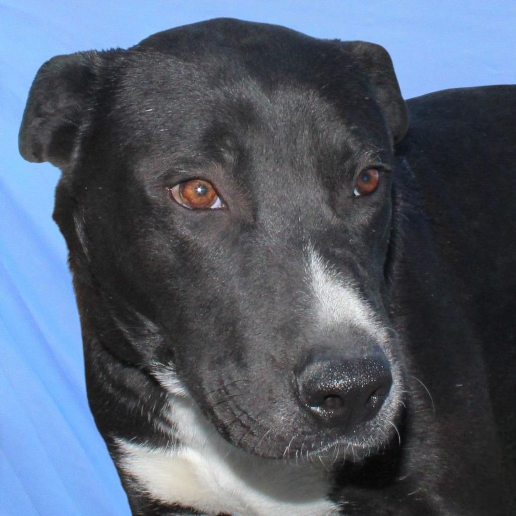 Enlarge Ace, a Adoptable Mixed Breed in Las Cruces, NM image 1/6