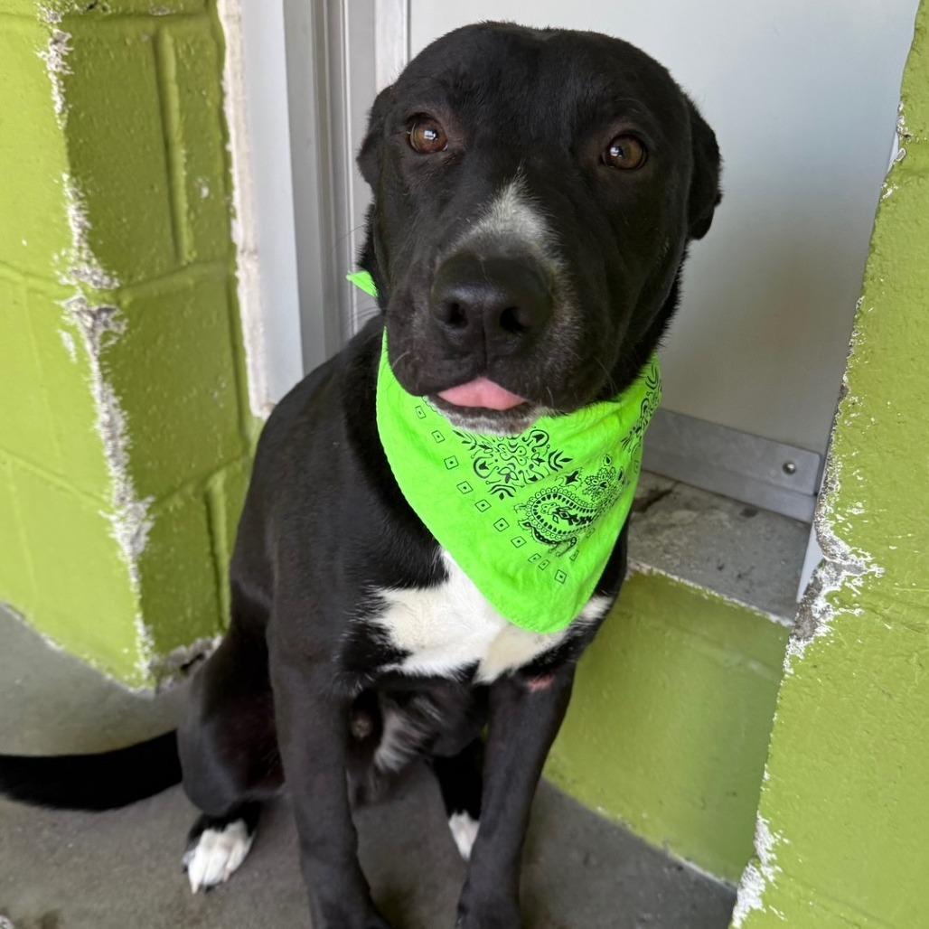 Ace, Adoptable, Young Male Mixed Breed.