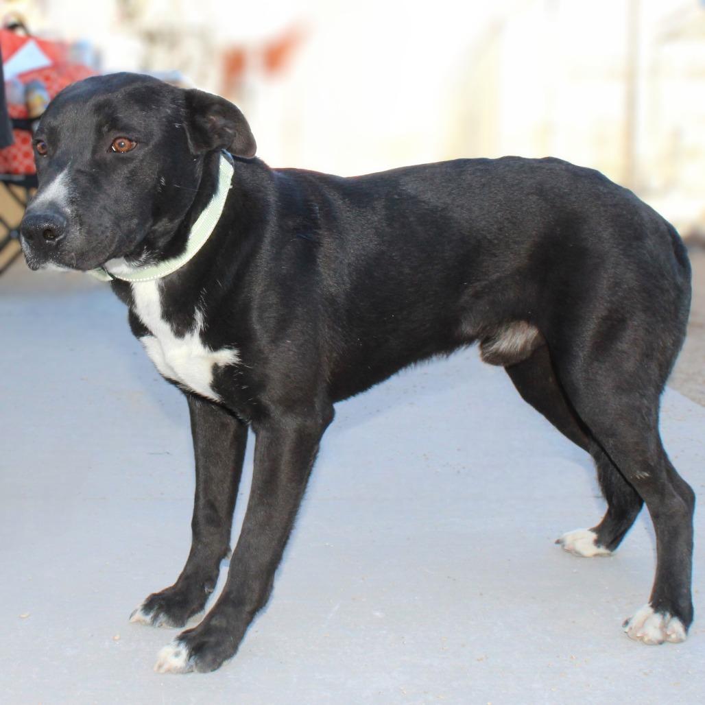 Enlarge Ace, a Adoptable Mixed Breed in Las Cruces, NM image 2/6