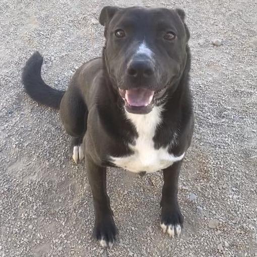 Enlarge Ace, a Adoptable Mixed Breed in Las Cruces, NM image 3/6