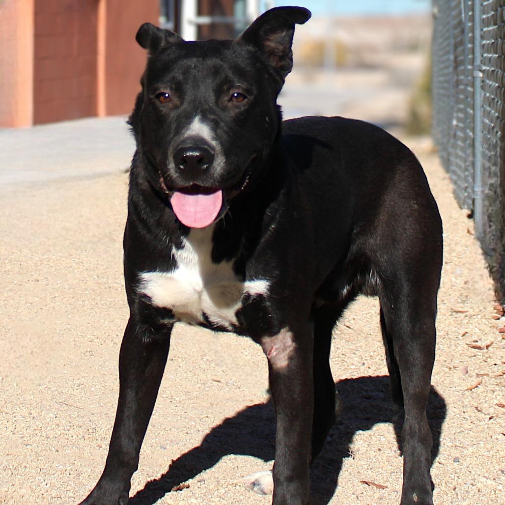 Enlarge Ace, a Adoptable Mixed Breed in Las Cruces, NM image 2/6