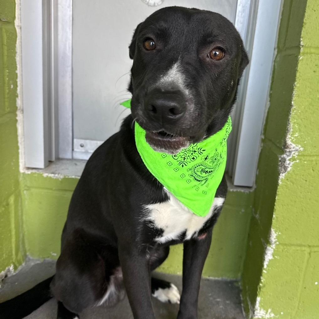 Enlarge Ace, a Adoptable Mixed Breed in Las Cruces, NM image 4/6