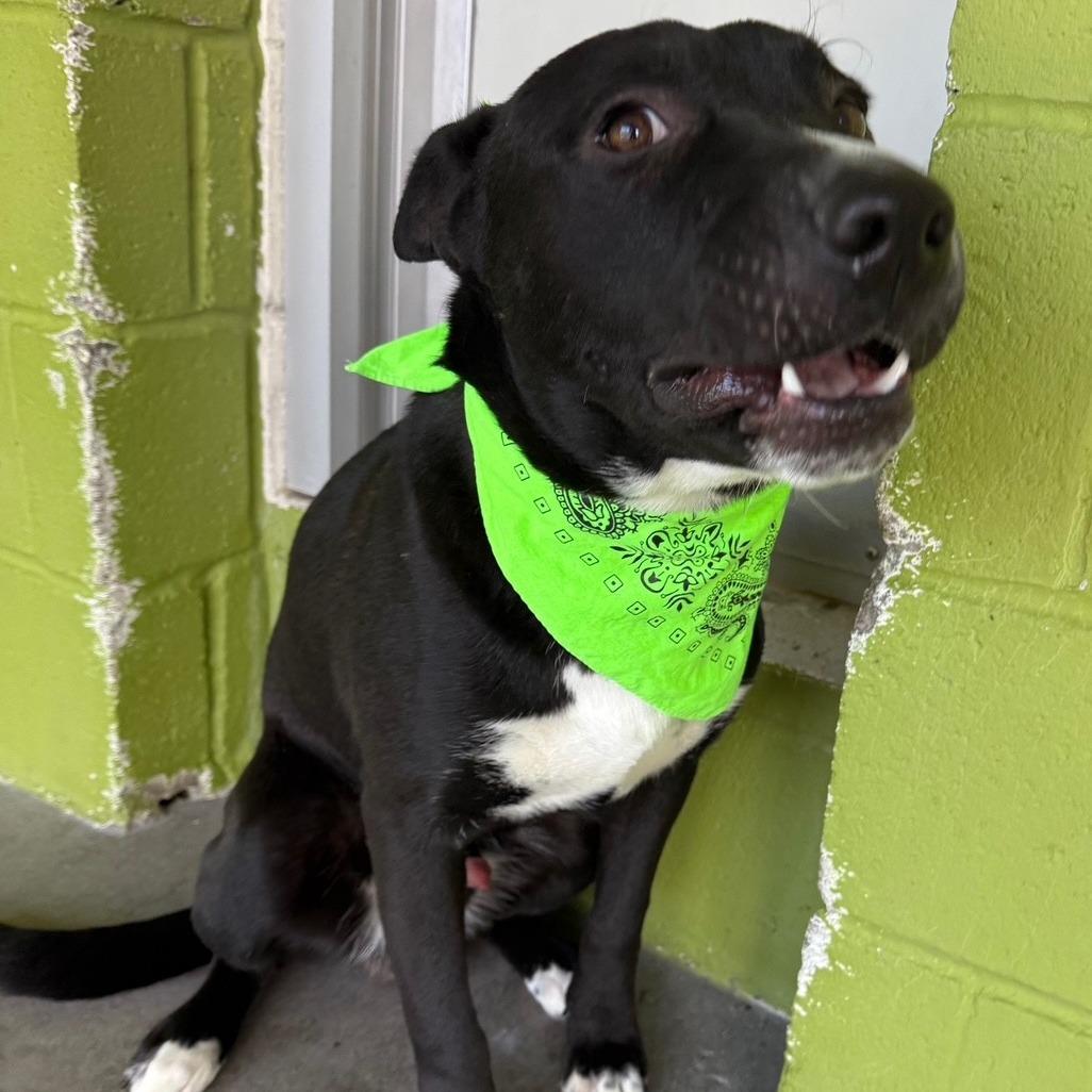 Enlarge Ace, a Adoptable Mixed Breed in Las Cruces, NM image 5/6