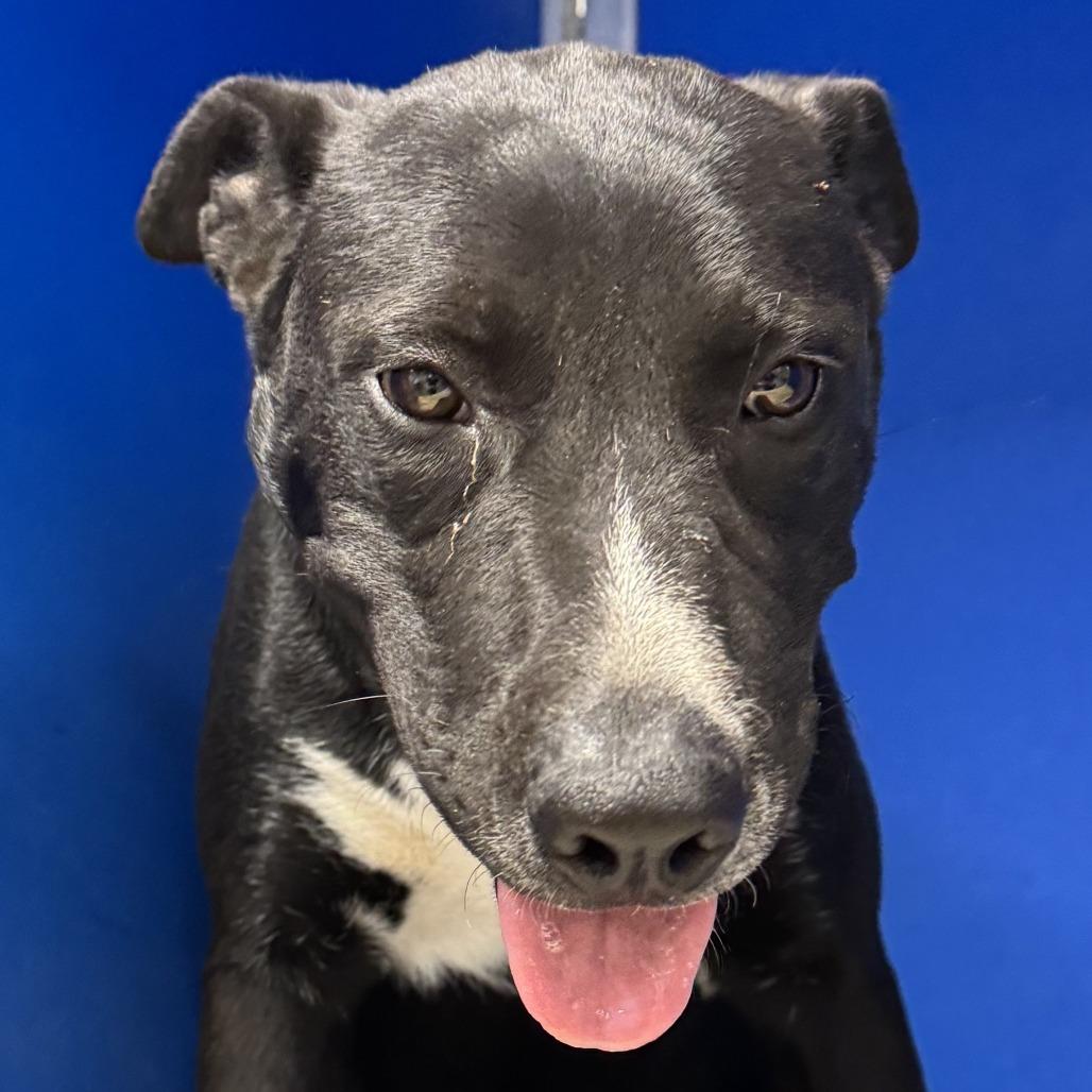 Enlarge Ace, a Adoptable Mixed Breed in Las Cruces, NM image 3/6