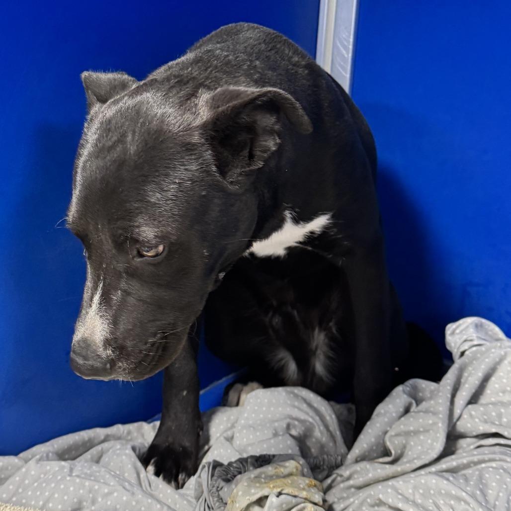 Enlarge Ace, a Adoptable Mixed Breed in Las Cruces, NM image 4/6