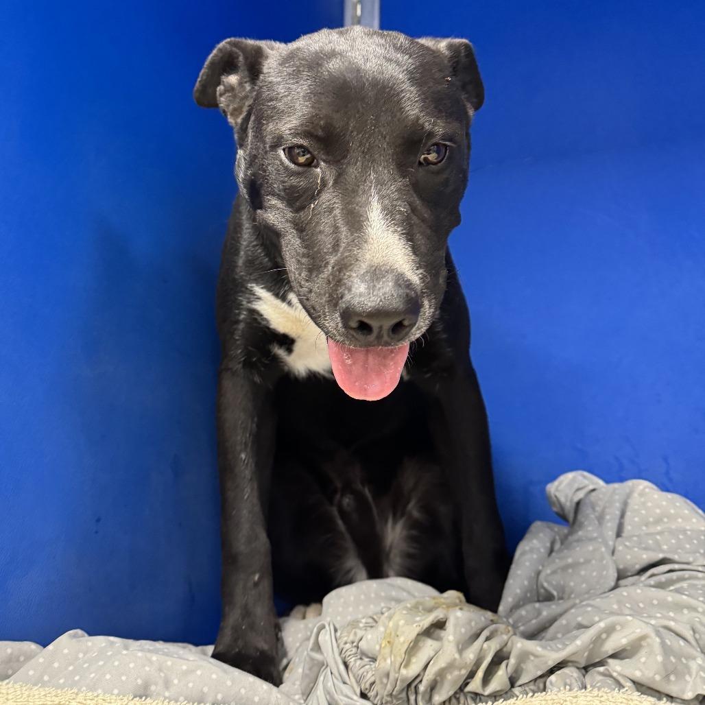 Enlarge Ace, a Adoptable Mixed Breed in Las Cruces, NM image 5/6