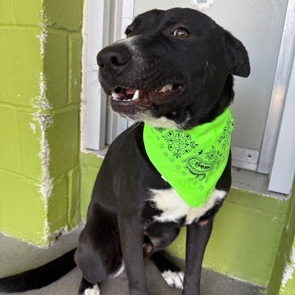 Enlarge Ace, a Adoptable Mixed Breed in Las Cruces, NM image 6/6