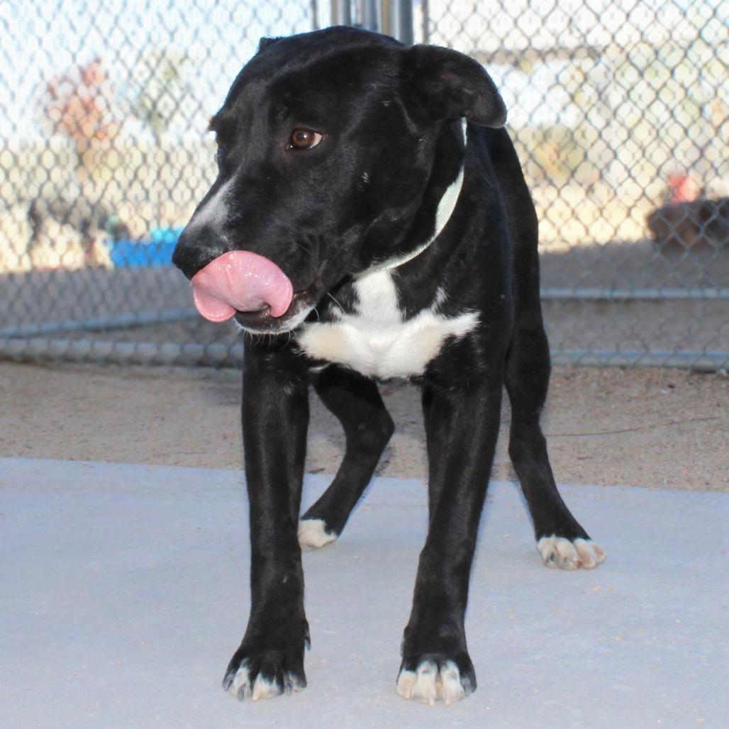 Enlarge Ace, a Adoptable Mixed Breed in Las Cruces, NM image 6/6