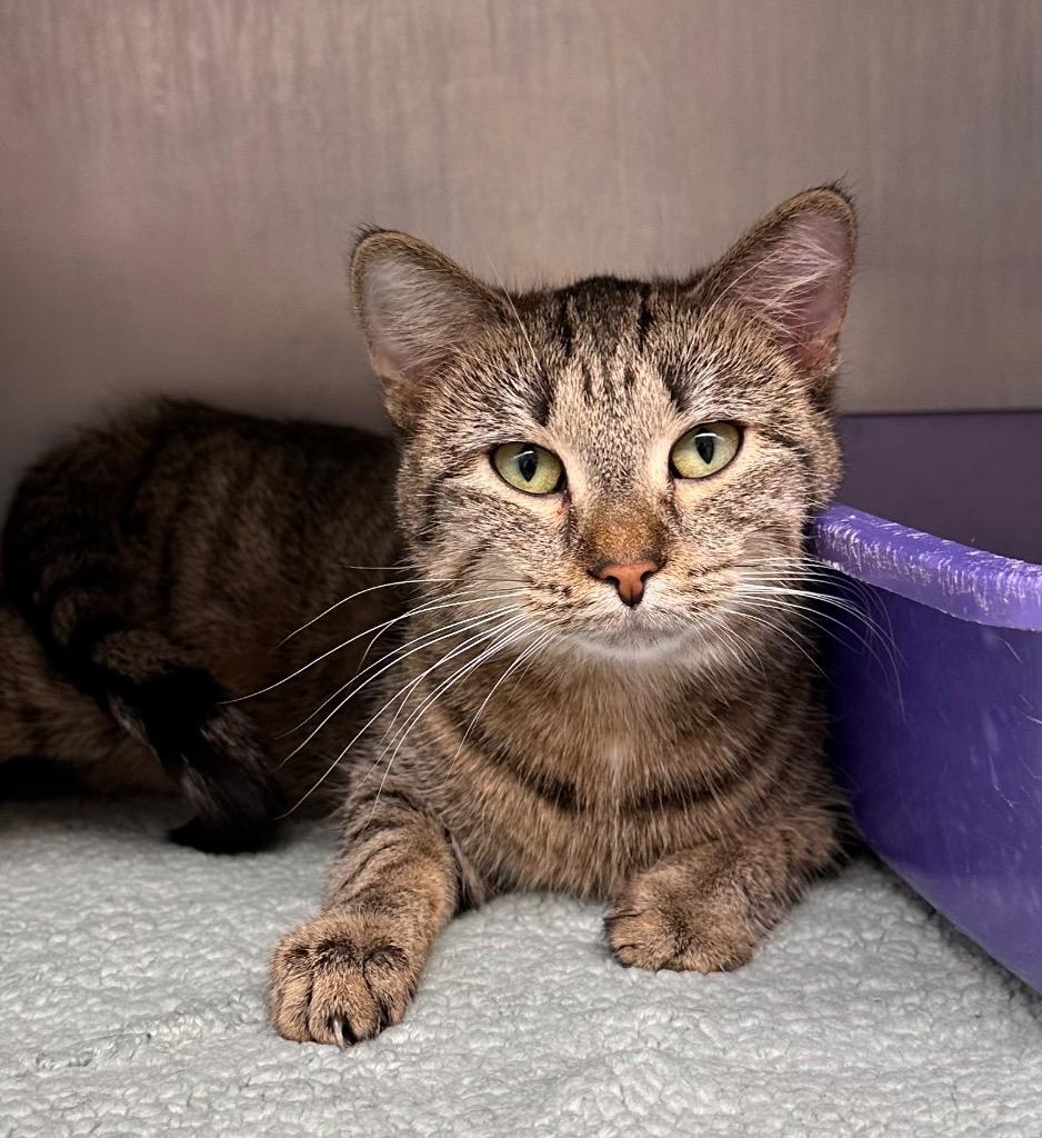 Enlarge Nova, a Adoptable mixed breed in Sidney, NY image 1/2