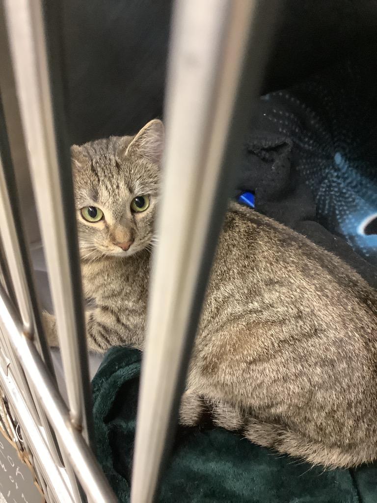 Enlarge Nova, a Adoptable mixed breed in Sidney, NY image 2/2