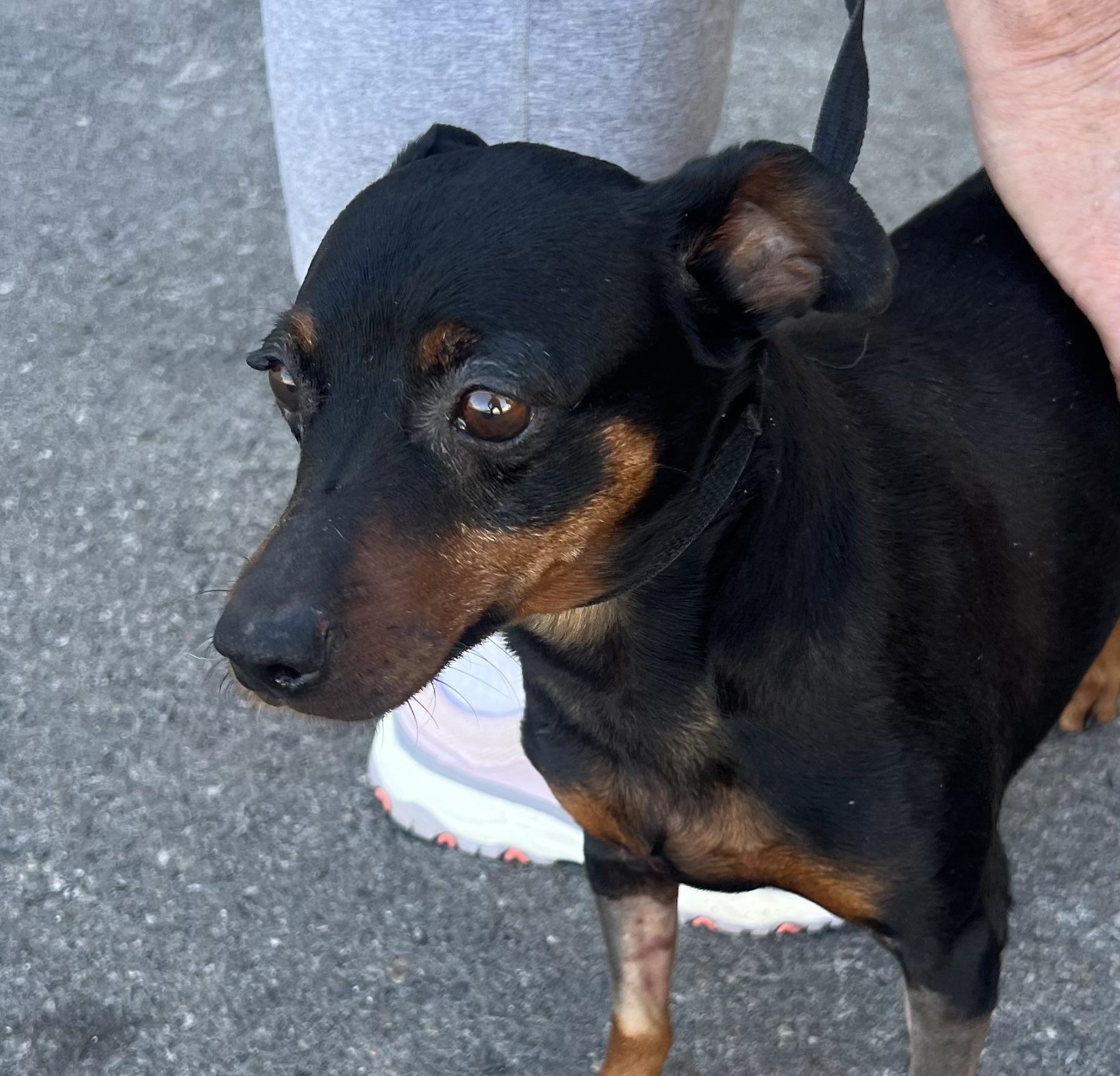 Enlarge Bianca, a ADOPTABLE Miniature Pinscher in Las Vegas, NV image 3/3