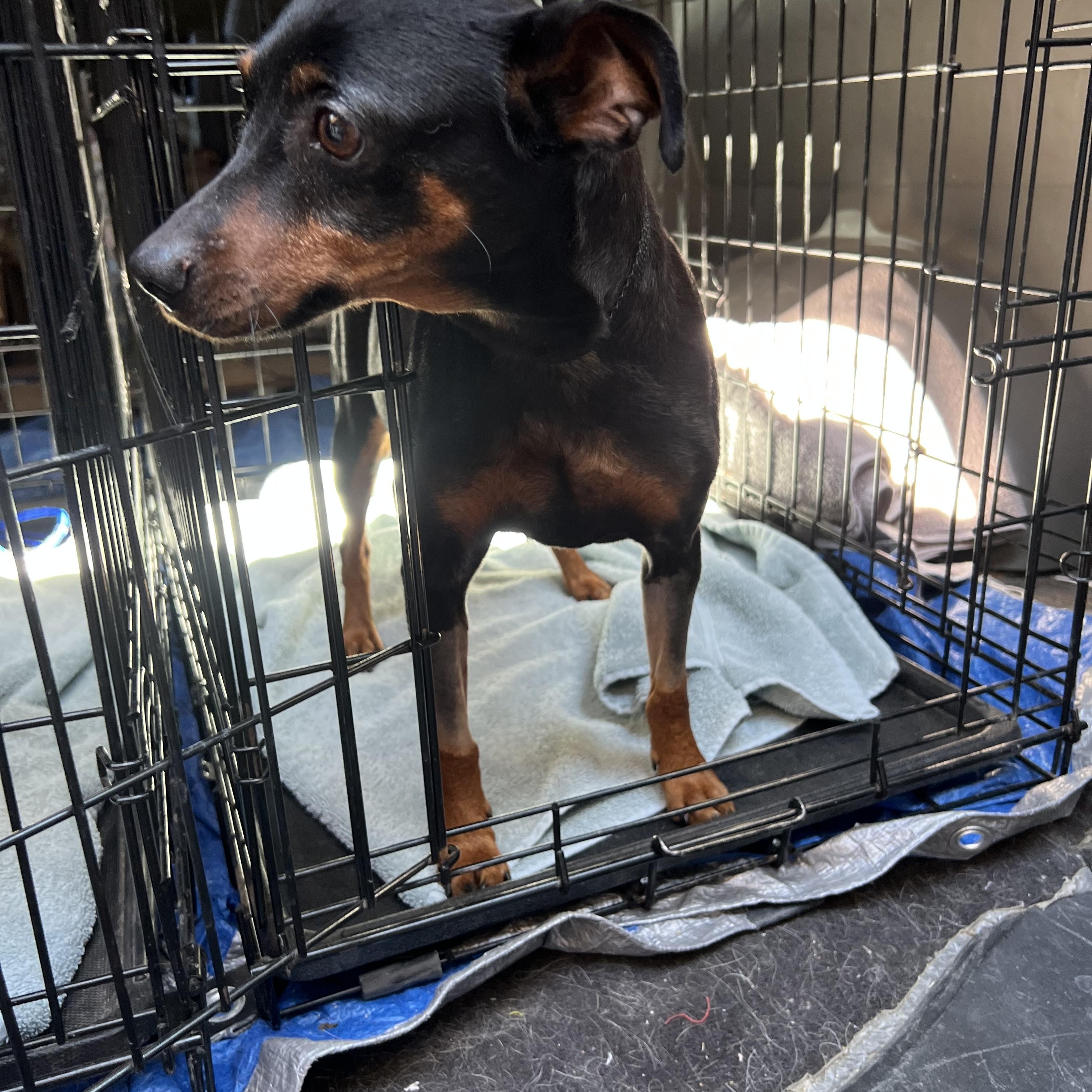 Enlarge Bianca, a ADOPTABLE Miniature Pinscher in Las Vegas, NV image 2/3