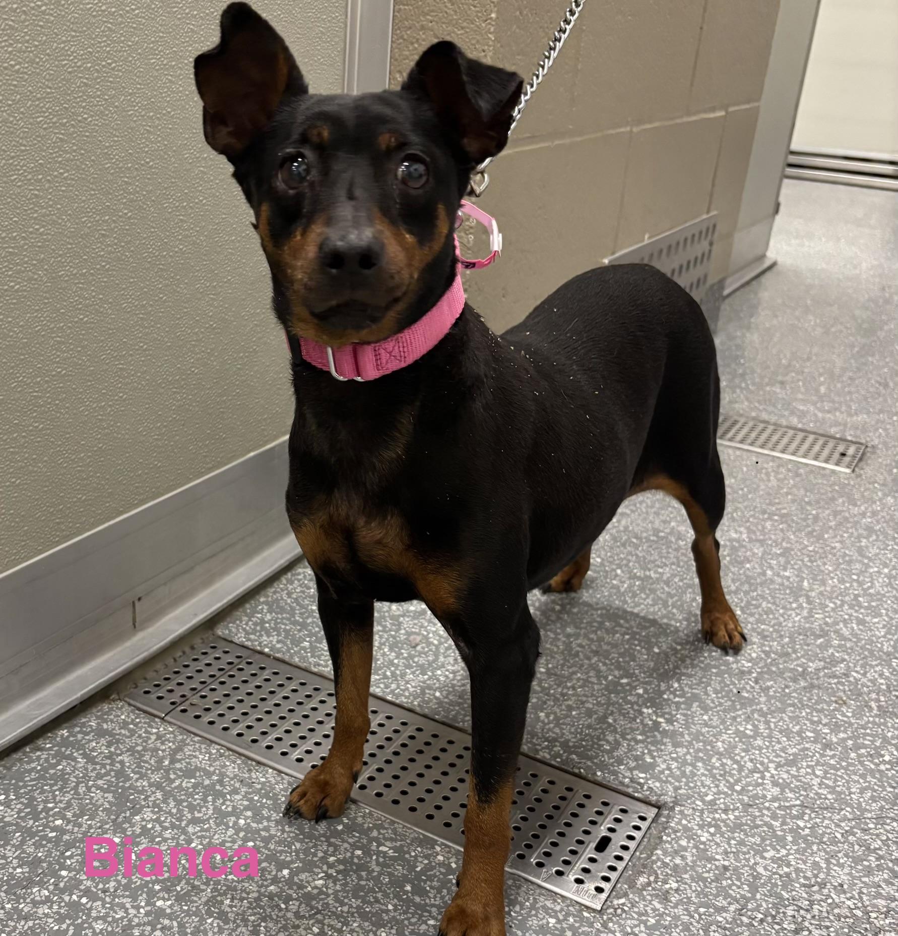 Enlarge Bianca, a ADOPTABLE Miniature Pinscher in Las Vegas, NV image 1/3