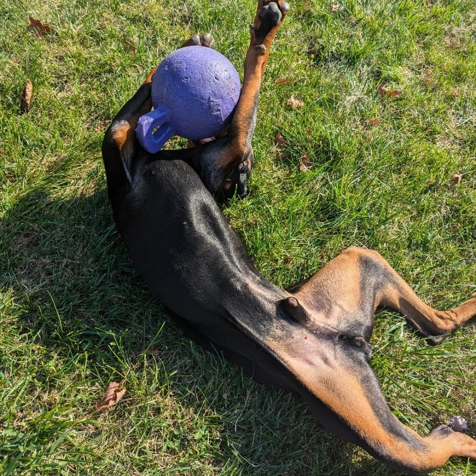 7835 Spencer, Adoptable, Adult Male Doberman Pinscher.