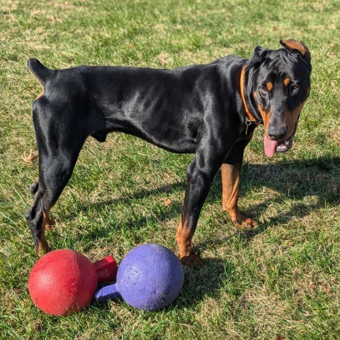 Enlarge 7835 Spencer, a Adoptable Doberman Pinscher in Sandown, NH image 3/6