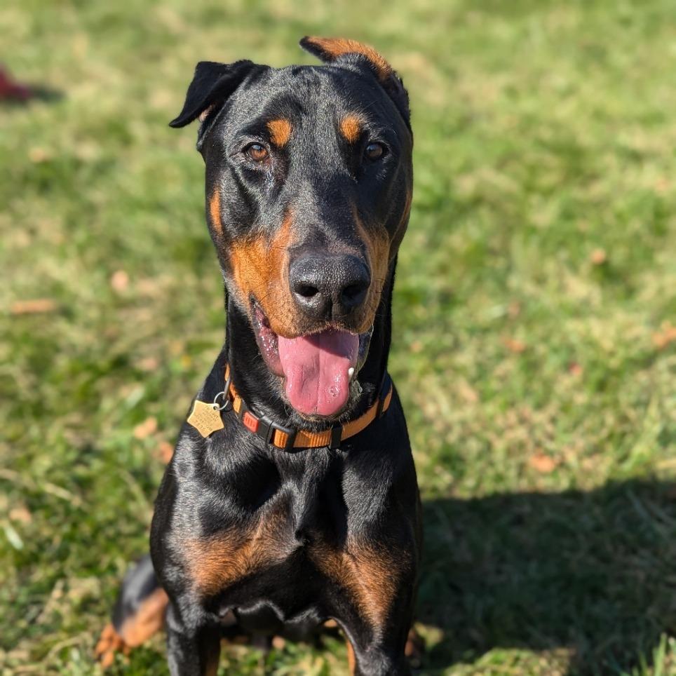 Enlarge 7835 Spencer, a Adoptable Doberman Pinscher in Sandown, NH image 2/6