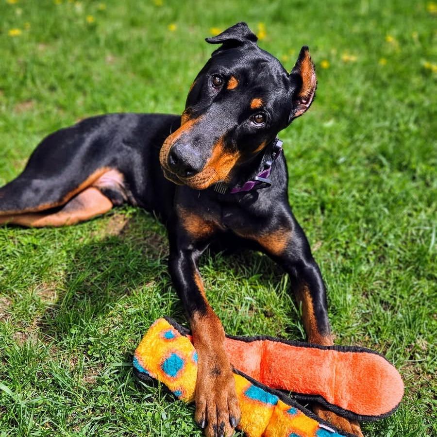Enlarge 7835 Spencer, a Adoptable Doberman Pinscher in Sandown, NH image 3/6