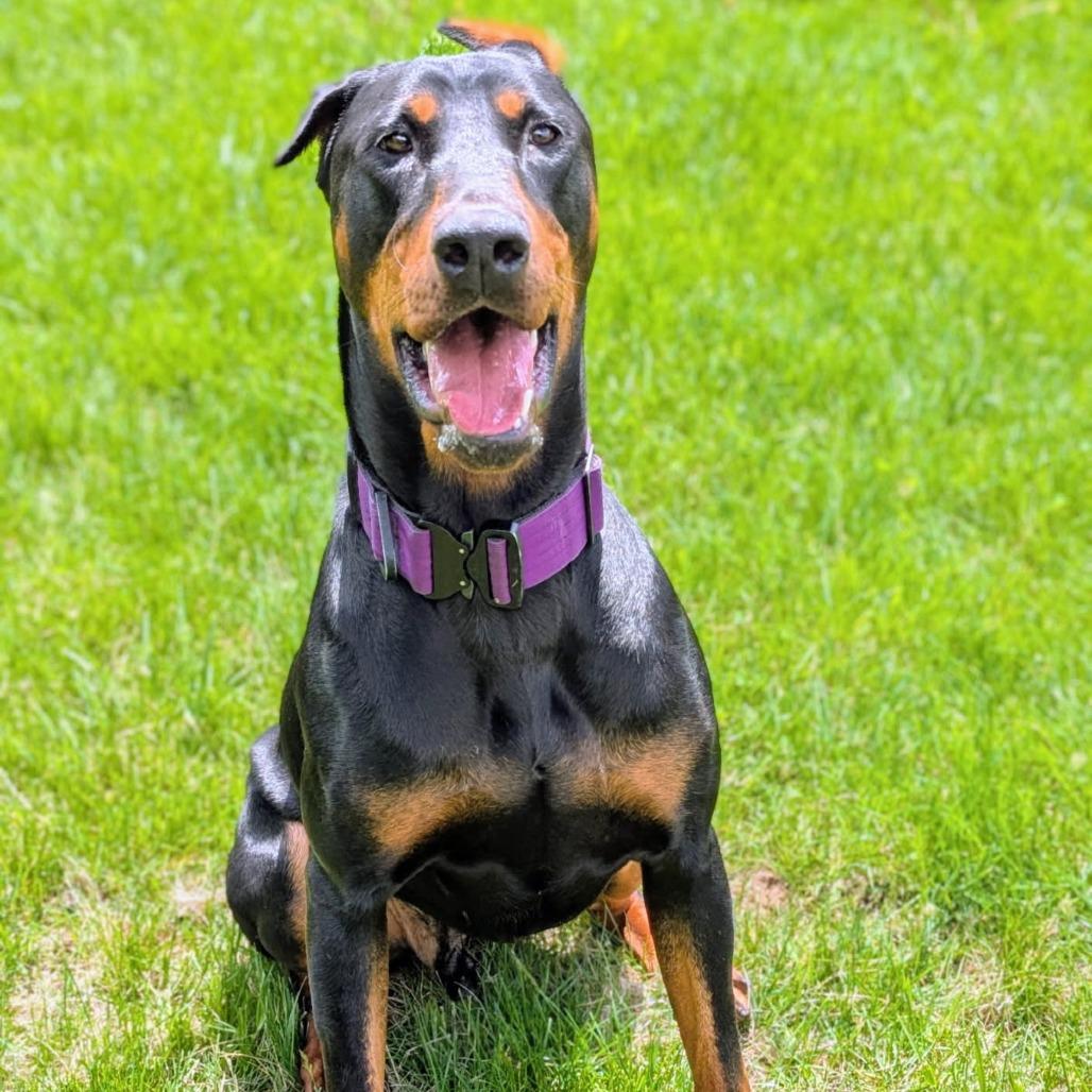 Enlarge 7835 Spencer, a Adoptable Doberman Pinscher in Sandown, NH image 4/6