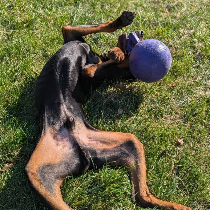 Enlarge 7835 Spencer, a Adoptable Doberman Pinscher in Sandown, NH image 5/6