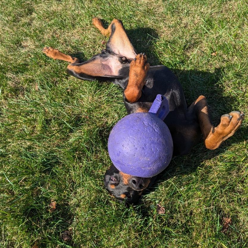 Enlarge 7835 Spencer, a Adoptable Doberman Pinscher in Sandown, NH image 6/6