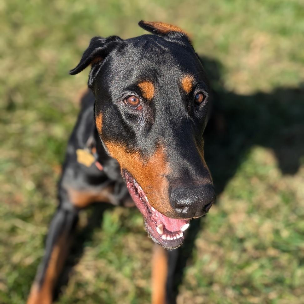Enlarge 7835 Spencer, a Adoptable Doberman Pinscher in Sandown, NH image 6/6