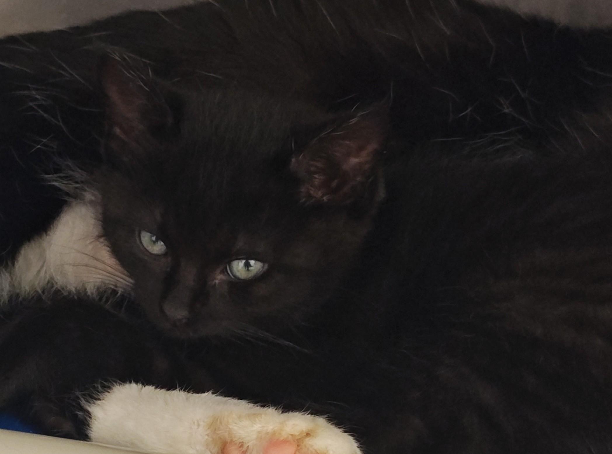 Enlarge Chris Kringle, a Adoptable Domestic Short Hair in Wahpeton, ND image 2/2