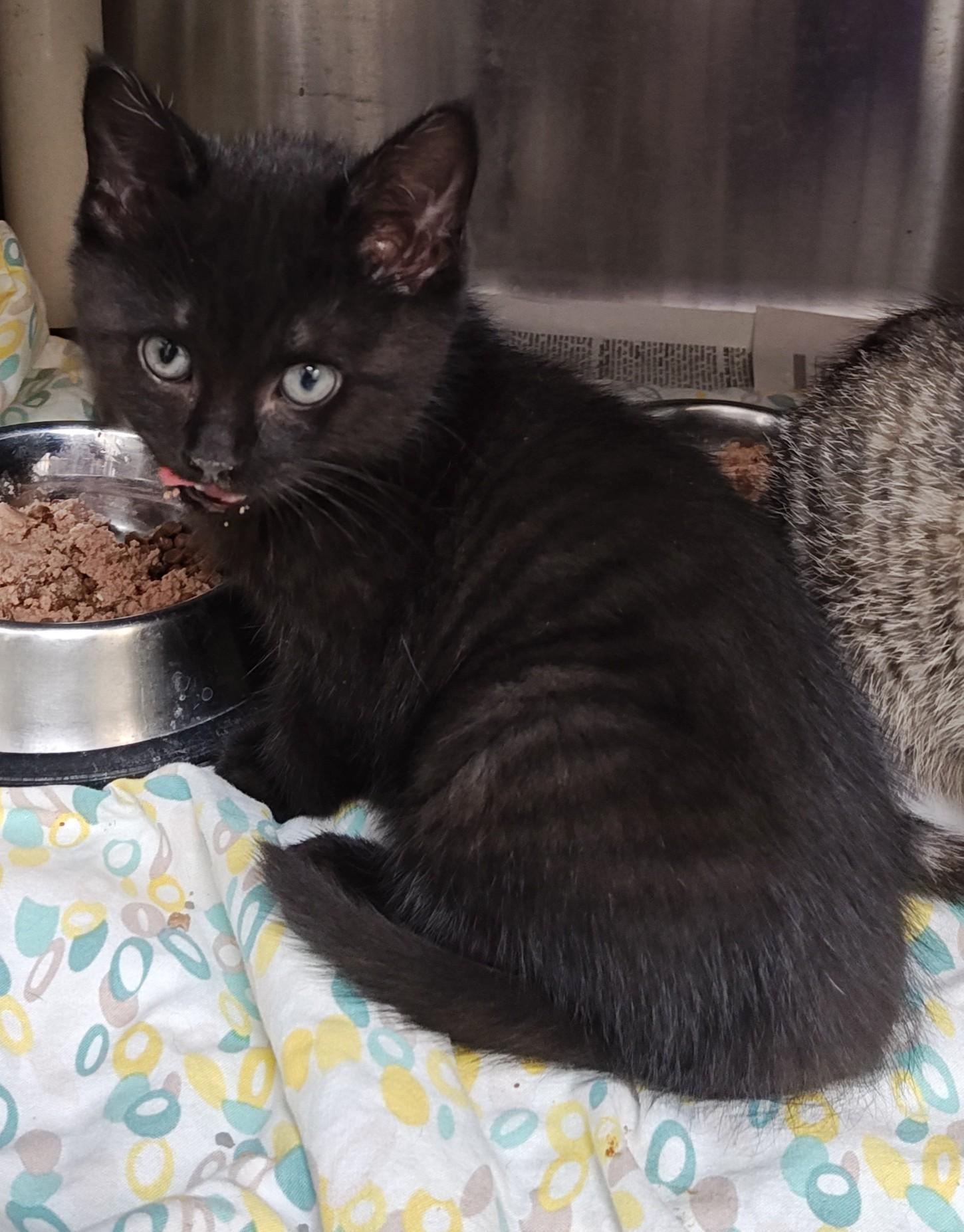 Chris Kringle, Adoptable, Young Male Domestic Short Hair.