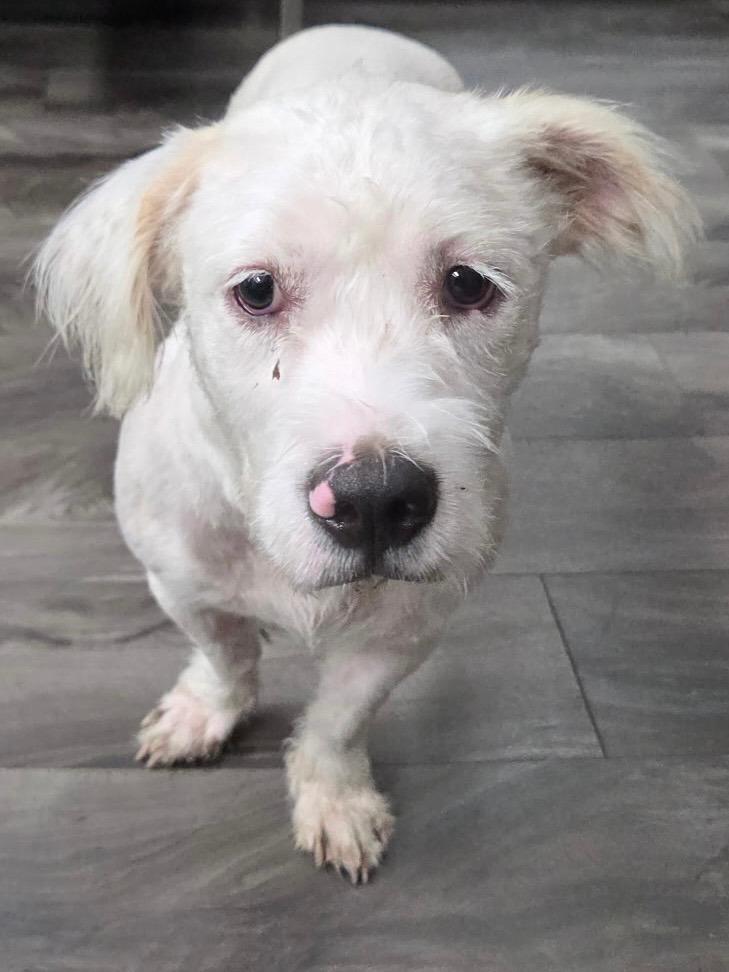 Tabitha, Adoptable, Young Female Maltipoo & American Bully.