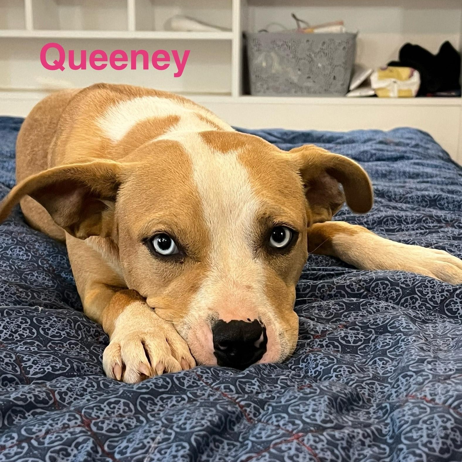queen, a Adoptable mixed breed in Poplar Bluff, MO image 4/6