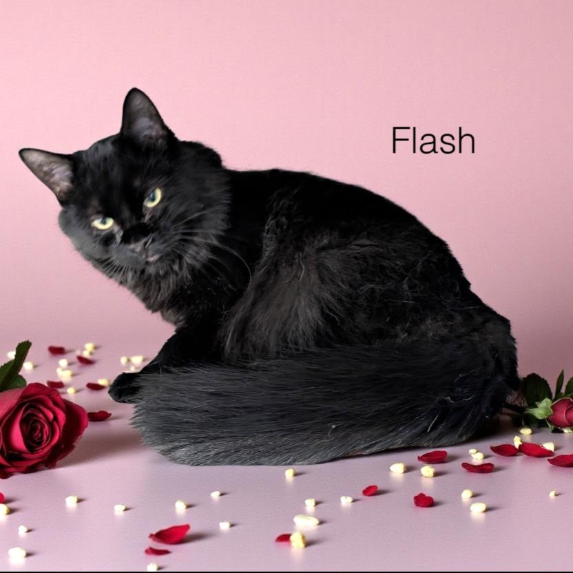 Enlarge Flash, an adopted Domestic Medium Hair in Wilmington, OH image 1/1