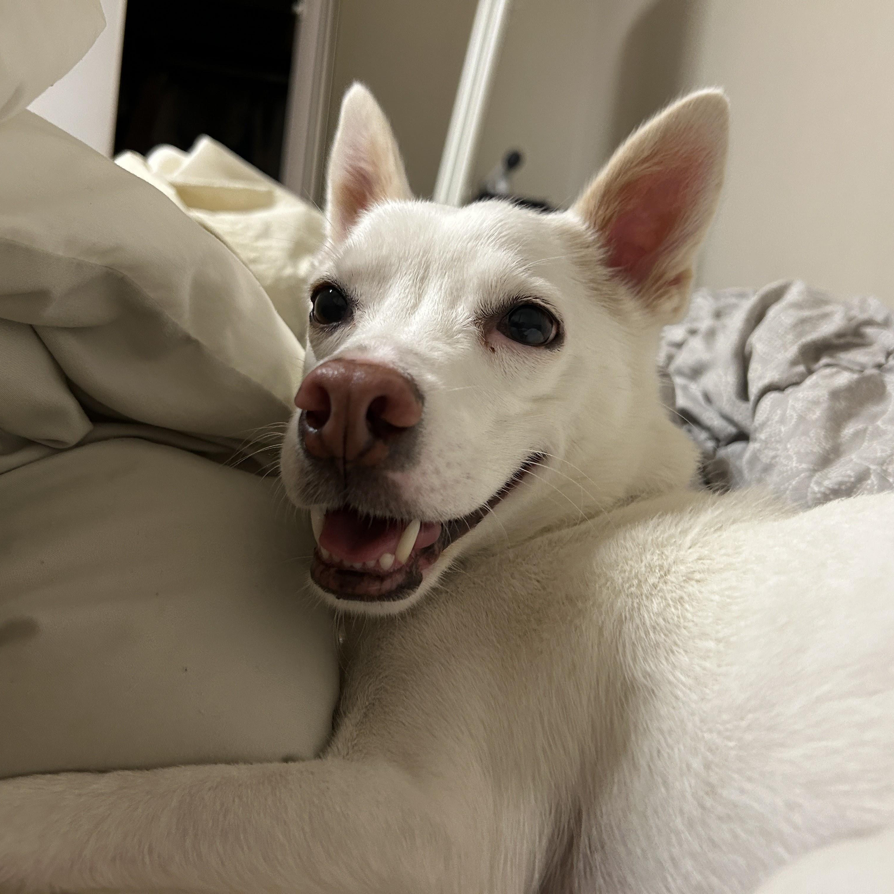Delta, a ADOPTABLE mixed breed in Manchester , NH image 2/6