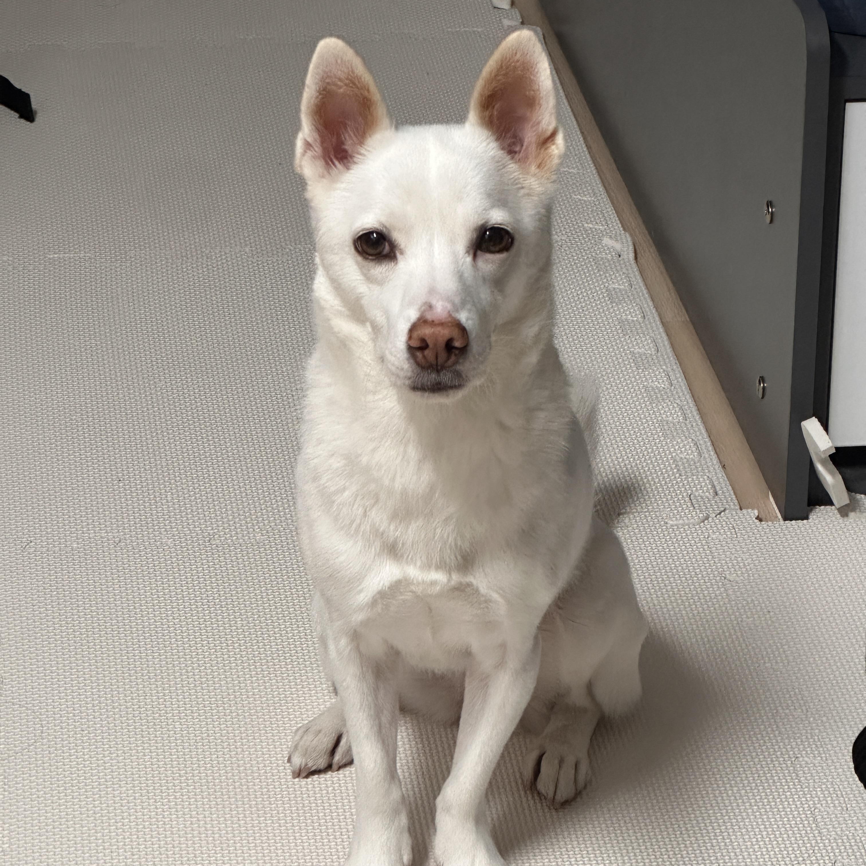 Delta, a ADOPTABLE mixed breed in Manchester , NH image 5/6