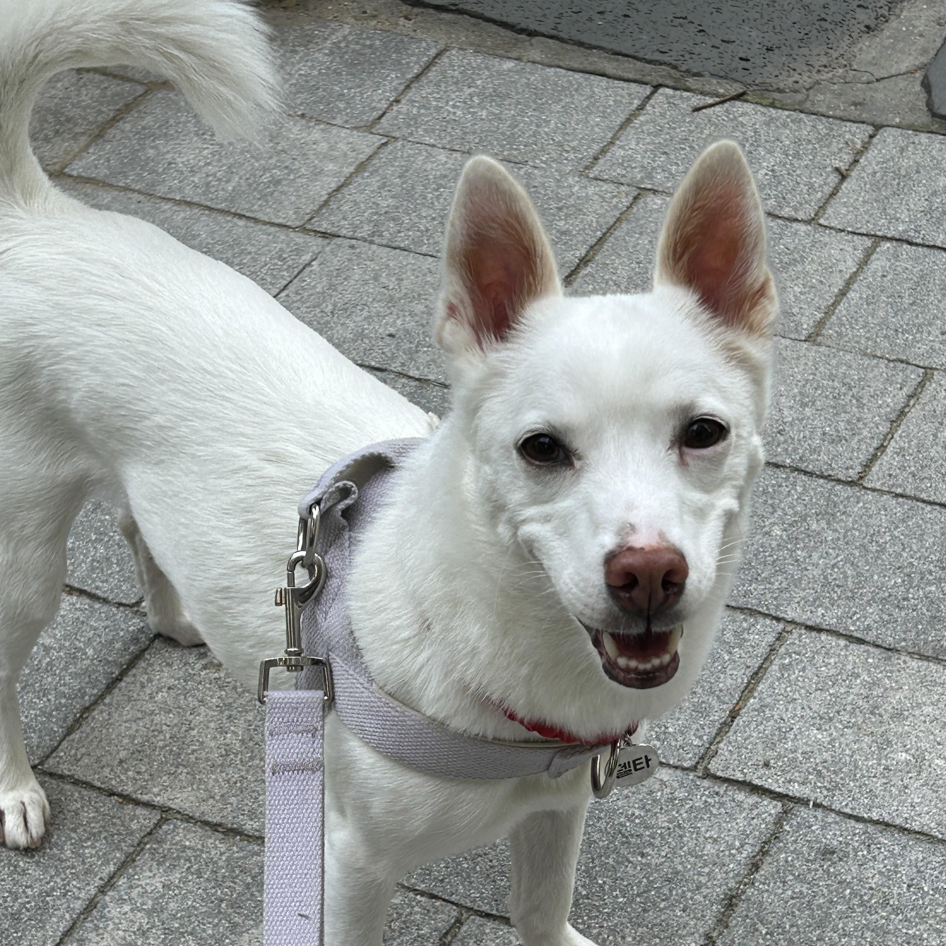 Delta, a ADOPTABLE mixed breed in Manchester , NH image 1/6
