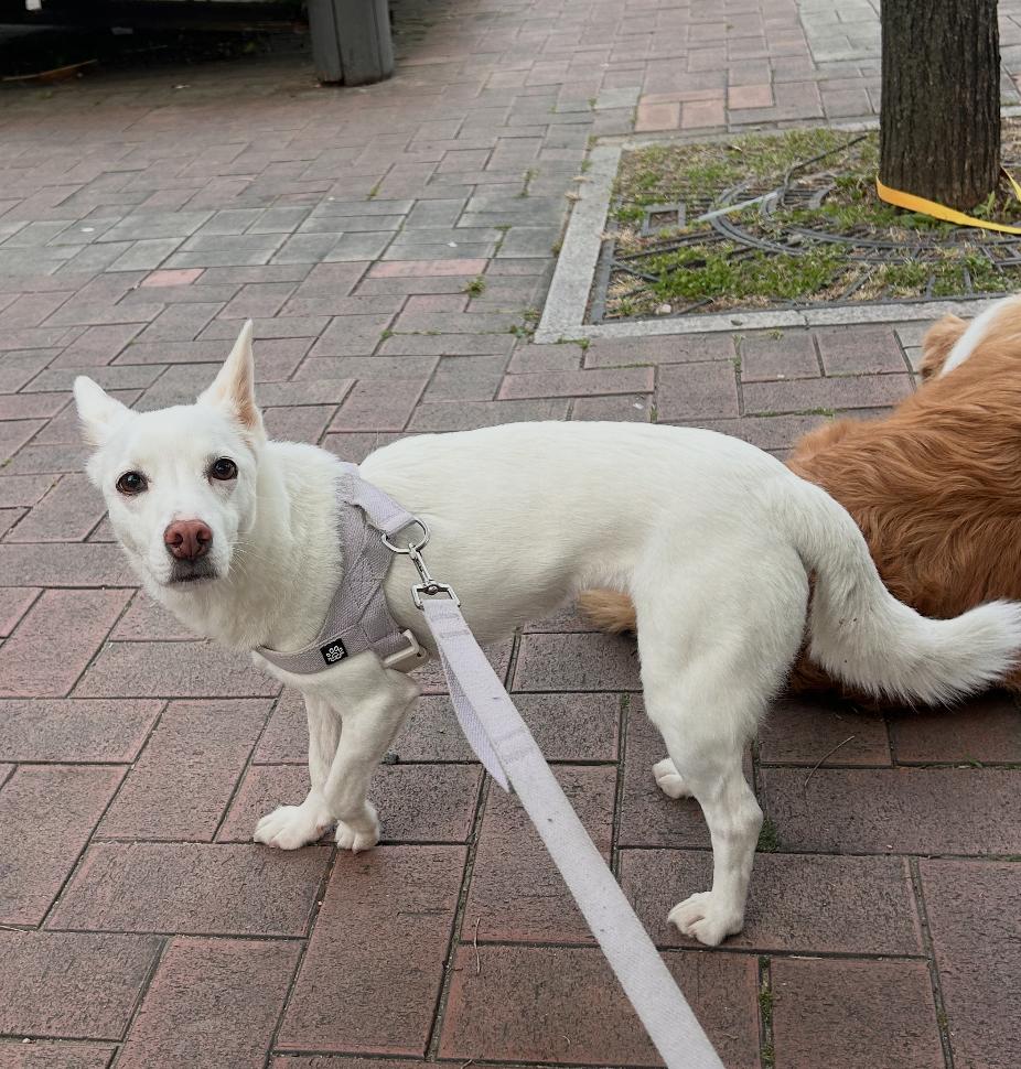 Delta, a ADOPTABLE mixed breed in Manchester , NH image 4/6