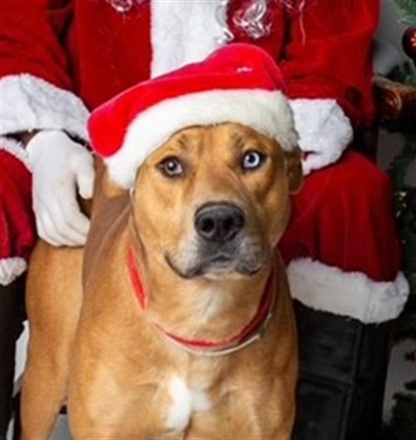 JIM HOPPER, Adoptable, Young Male Pit Bull Terrier & Husky.