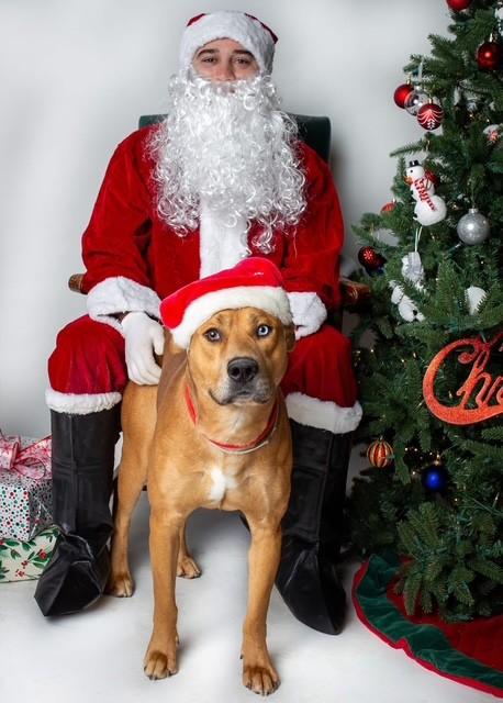 Enlarge JIM HOPPER, a Adoptable mixed breed in Louisville, KY image 1/1