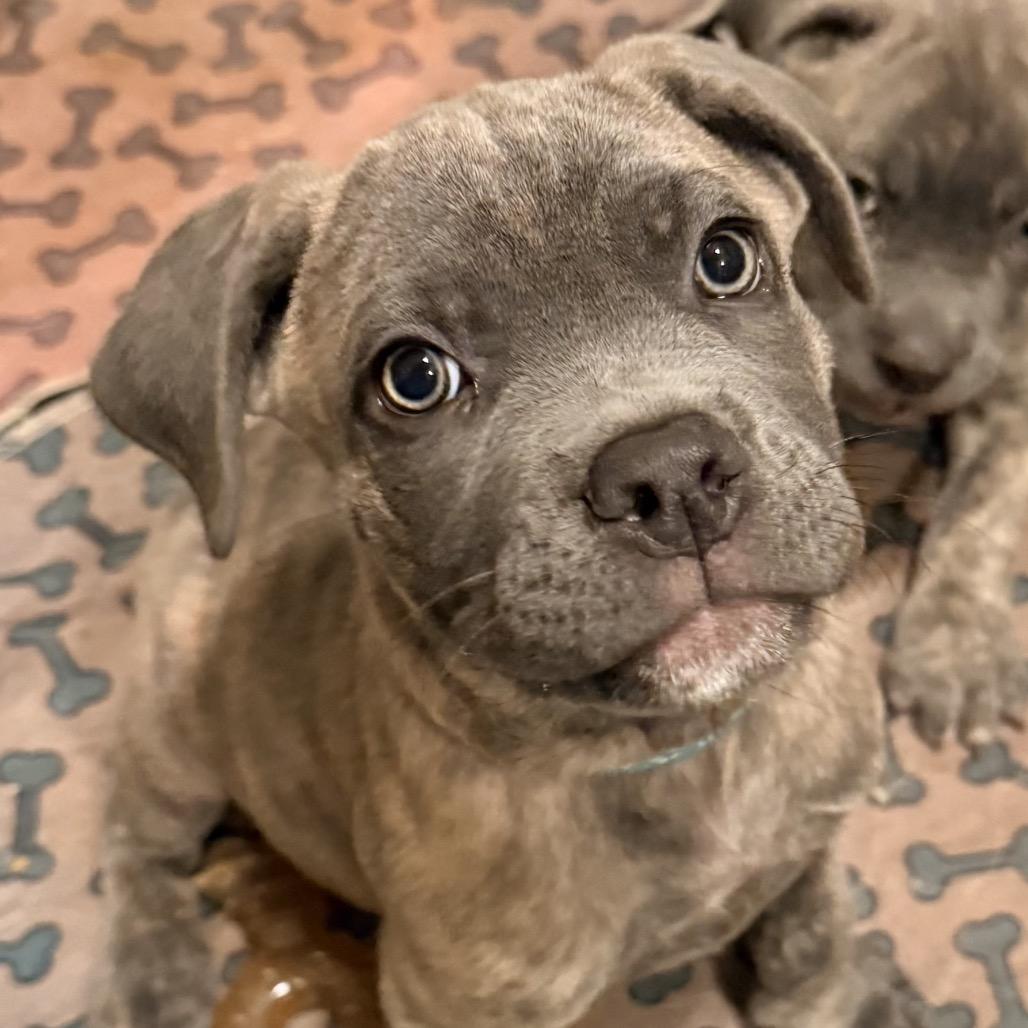 Lampone, Adoptable, Puppy Male Cane Corso.