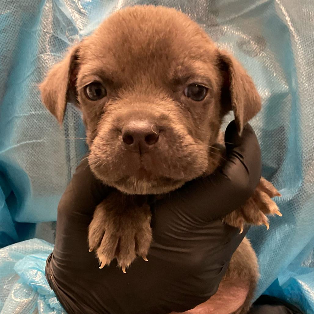 Enlarge Lampone, a Adoptable Cane Corso in Los Angeles, CA image 2/2