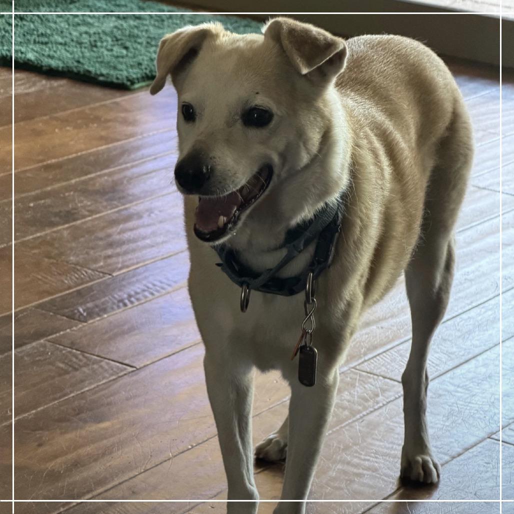 Henry, Adoptable, Senior Male Whippet & Shiba Inu.