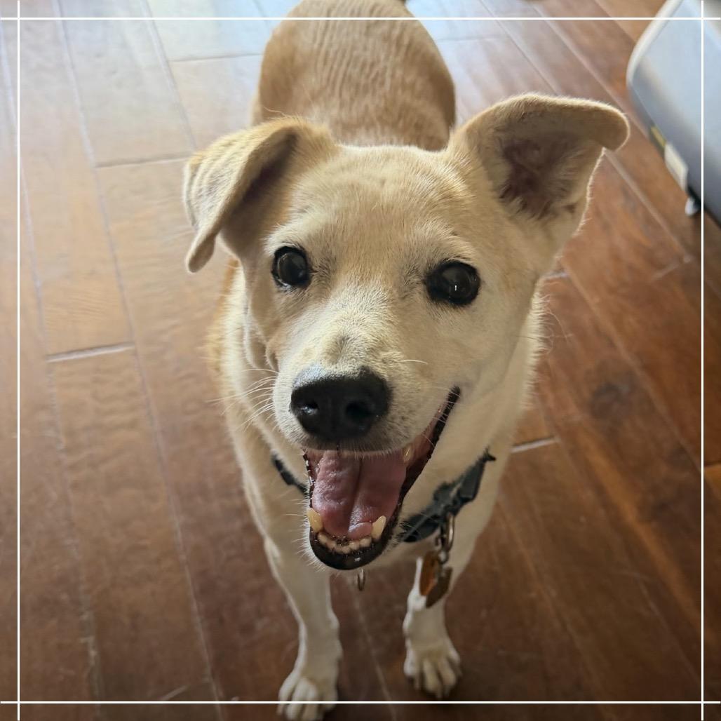 Henry, a Adoptable mixed breed in Chandler, AZ image 2/3