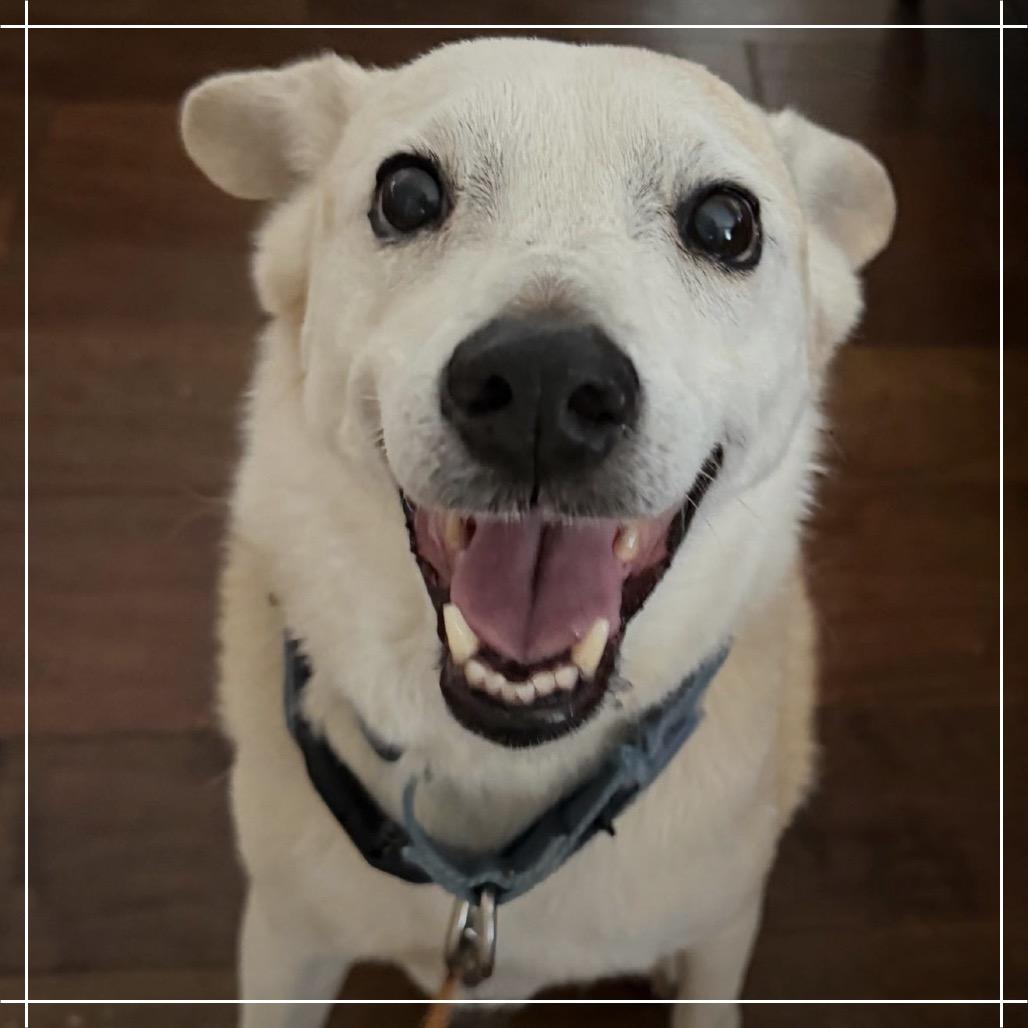 Henry, a Adoptable mixed breed in Chandler, AZ image 3/3
